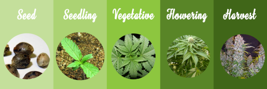 Marijuana-grow-stages